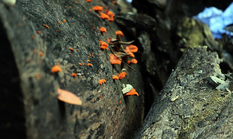 Cây khô mục thành nơi sinh trưởng lý tưởng của một số loại nấm. Ngoài ra còn là nơi trú ngụ của một số loài côn trùng gây bệnh.