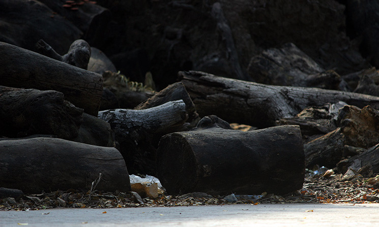 Vị Phó chủ tịch UBND phường Thanh Nhàn còn cho báo giới biết thêm, số cây gỗ khô ở đây đều do Công ty TNHH MTV Cây xanh Hà Nội cắt và gom về. Không ít lần phường làm việc với công ty TNHH MTV Cây xanh Hà Nội nhưng chưa thấy xử lý.