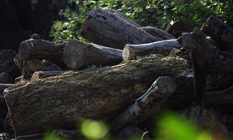 Tuy nhiên, sau một thời gian dài số lượng gỗ cây cũ chưa được xử lý thì cây mới lại được đưa về dồn dập, làm số lượng gỗ ở tăng lên và nhanh chóng biến thành “bãi tập kết”.