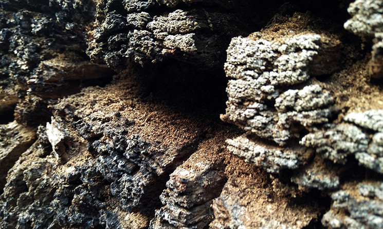 Những mùn gỗ bị mục rơi vương vãi.