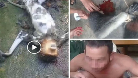 Cai ket cho nhom nguoi giet vooc an oc song, phat video len facebook-Hinh-2