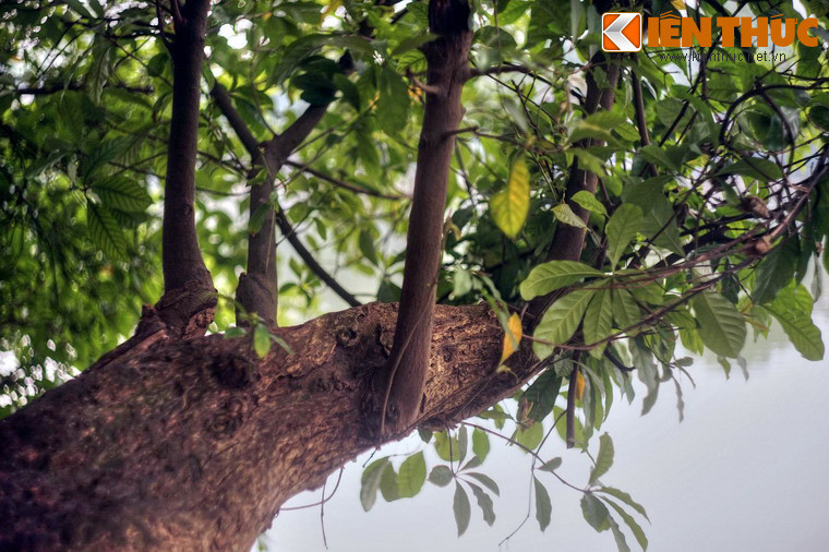 Thế rồi vào năm 2010, một nhánh của cây lộc vừng huyền thoại đã bị gãy và rơi xuống nước do những thanh niên “quá khích” leo lên trong dịp lễ hội kỷ niệm 1.000 năm Thăng Long – Hà Nội, để lại biết bao tiếc nuối trong lòng người dân thủ đô.