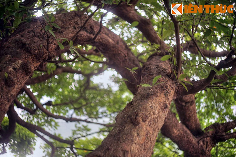 Không ai biết cây đã bao nhiêu tuổi. Chỉ có một điều chắc chắn rằng nhiều người cao tuổi ở quanh hồ Gươm vẫn nhớ về kỷ niệm ấu thơ khi leo trèo, đùa nghịch trên cây lộc vừng trứ danh.