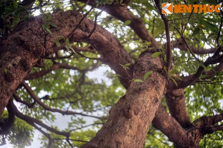 Không ai biết cây đã bao nhiêu tuổi. Chỉ có một điều chắc chắn rằng nhiều người cao tuổi ở quanh hồ Gươm vẫn nhớ về kỷ niệm ấu thơ khi leo trèo, đùa nghịch trên cây lộc vừng trứ danh.
