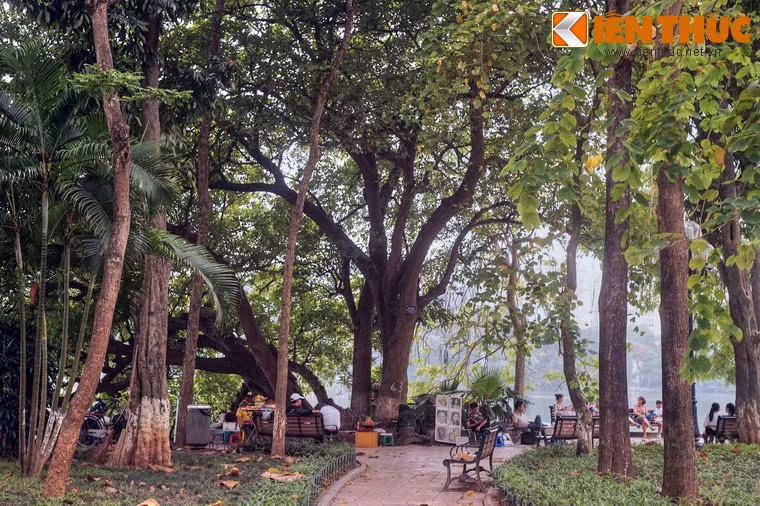 Nằm gần bến tàu điện bờ hồ, cây lộc vừng cổ thụ 9 gốc cũng là điểm hẹn quen thuộc của các đôi trai gái Hà Nội một thời.