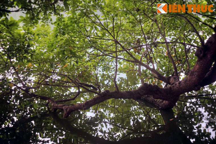 Những kỷ niệm đó sẽ không bao giờ mất đi, cũng như hình ảnh cây lộc vừng thân thương đã trở thành một phần ký ức lịch sử trường tồn cùng Hà Nội theo dòng thời gian chảy về vô cực.