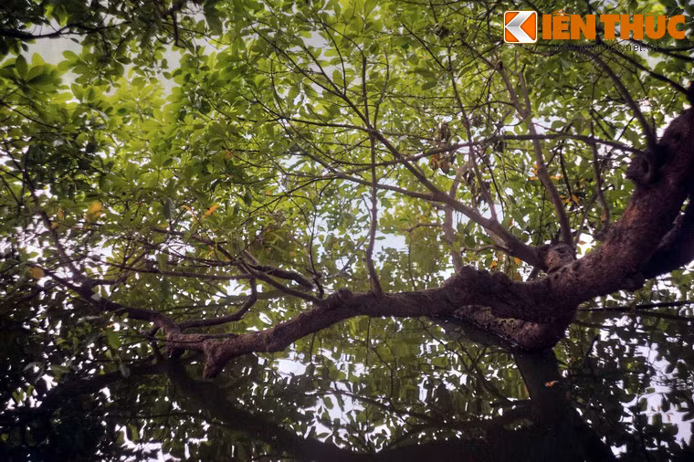 Những kỷ niệm đó sẽ không bao giờ mất đi, cũng như hình ảnh cây lộc vừng thân thương đã trở thành một phần ký ức lịch sử trường tồn cùng Hà Nội theo dòng thời gian chảy về vô cực.