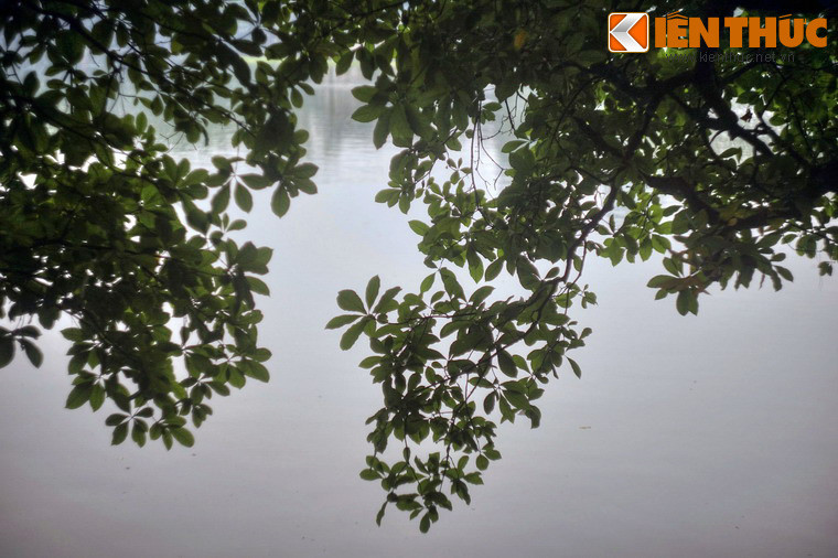 Rồi có giai thoại rằng thời xưa mỗi khi hoa lộc vừng nở, các cụ rùa lại thi nhau nổi lên, như thể là để thưởng lãm vẻ đẹp hiếm có khi sắc hoa nhuộm đỏ một góc hồ.