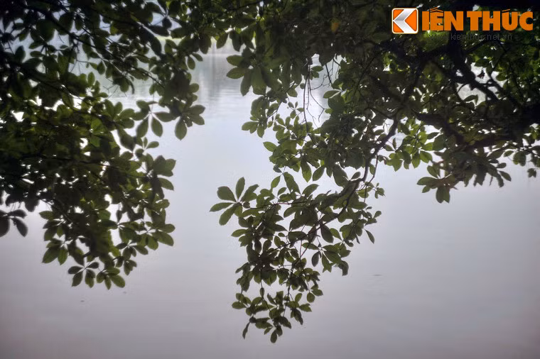 Rồi có giai thoại rằng thời xưa mỗi khi hoa lộc vừng nở, các cụ rùa lại thi nhau nổi lên, như thể là để thưởng lãm vẻ đẹp hiếm có khi sắc hoa nhuộm đỏ một góc hồ.