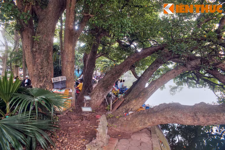 Đầu tiên là một sự tích lưu truyền trong dân gian rằng khi xưa có ai đó bỏ quên túi hạt lộc vừng bên hồ, theo thời gian 9 cây lộc vừng mọc lên, quấn rễ vào nhau và hợp lại thành một.