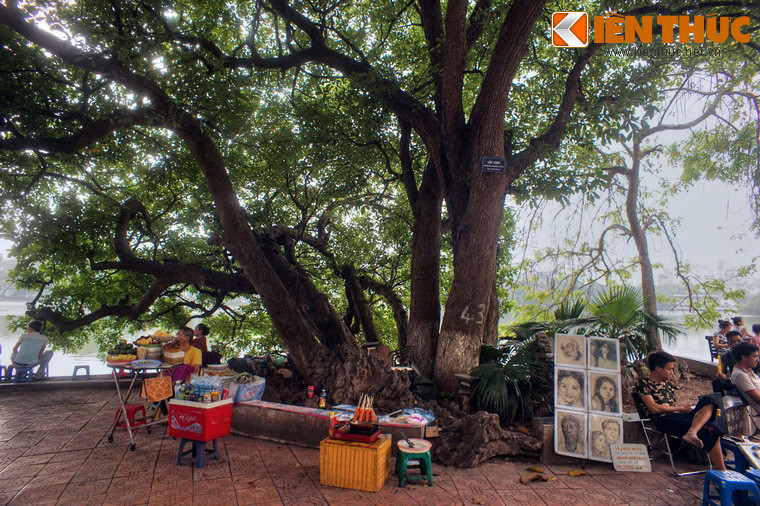 Điều may mắn là trải qua hai cuộc chiến tranh khốc liệt, cây đã không bị tổn thương bởi cảnh bom rơi đạn lạc.