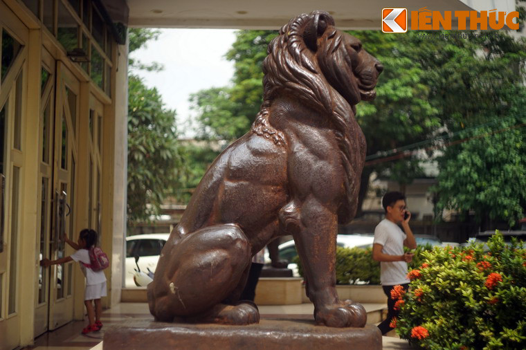 Từng mảng cơ bắp nổi lên cuồn cuộn trên mình sư tử, đầy chất “nam tính”.