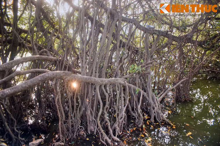 Khung cảnh kỳ thú này gợi liên tưởng đến những khu rừng ngập mặn ở mảnh đất phương Nam xa xôi.