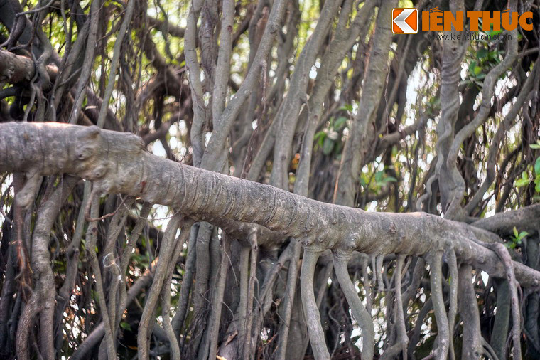 Hình thù cổ quái của nhiều cành, nhánh cây như đánh đố trí tưởng tượng của con người.