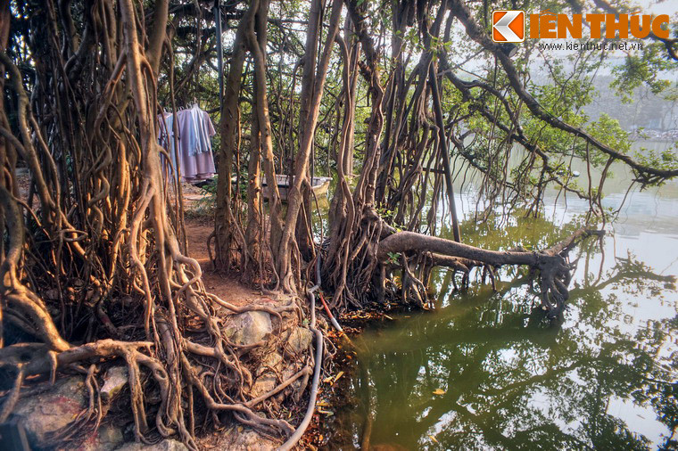 Không rõ tuổi đời chính xác của những cây si này, nhưng theo những bức ảnh do người Pháp thực hiện về hồ Gươm xưa thì hàng cây đã có tuổi đời đã trên dưới một thế kỷ.