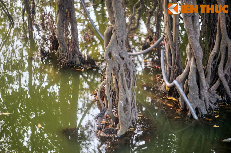 Vô vàn nhánh rễ phụ từ cành cây thả xuống mặt nước, theo thời gian trở thành những thân cây gân guốc bện xoắn vào nhau, cắm rễ sâu vào đáy hồ.