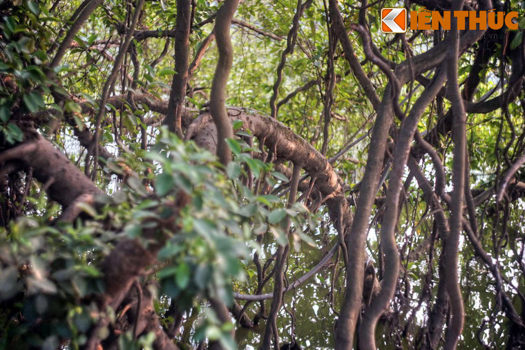 Đó là hàng chục gốc si cổ thụ mọc lan ra vùng nước xung quanh đền, xòe tán xanh tốt như rừng rậm.