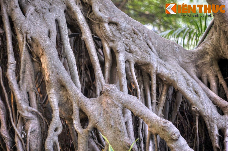 Dấu ấn thời gian in đậm trên từng thớ gỗ sần sùi.