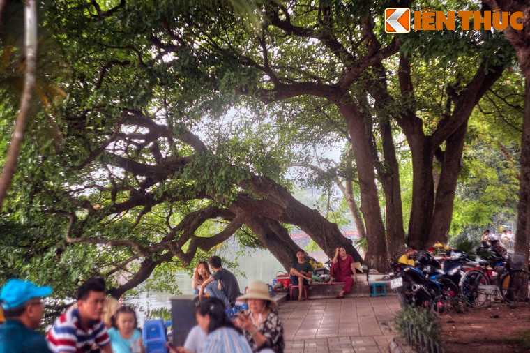 3. Quanh hồ Gươm – trái tim của Hà Nội – có rất nhiều cây cổ thụ, và nổi tiếng nhất trong số đó là cây lộc vừng 9 gốc. Cây nằm sát bờ hồ, đối diện Tổng công ty Điện lực Hà Nội. Tên gọi của cây bắt nguồn từ hình dáng độc đáo, với 9 gốc cây cong cong như con rồng vươn mình ra mặt hồ.