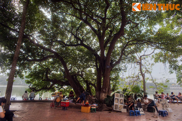 Không ai biết cây đã bao nhiêu tuổi. Chỉ có một điều chắc chắn rằng nhiều người cao tuổi ở quanh hồ Gươm vẫn nhớ về kỷ niệm ấu thơ khi leo trèo, đùa nghịch trên cây lộc vừng trứ danh. Cũng không rõ đây là một cây lộc vừng có 9 gốc hay là 9 gốc của 9 cây riêng biệt chụm lại.