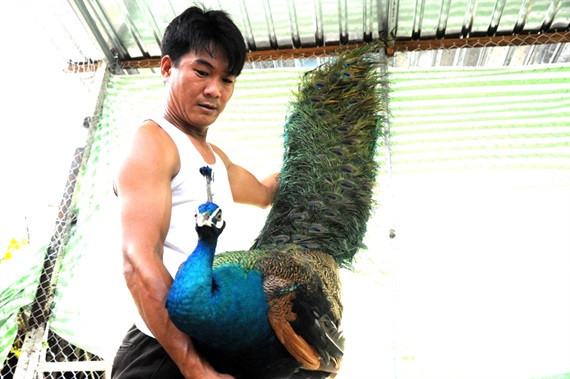 Chu trang trai nuoi chim cong thu nhap hang tram trieu moi nam.