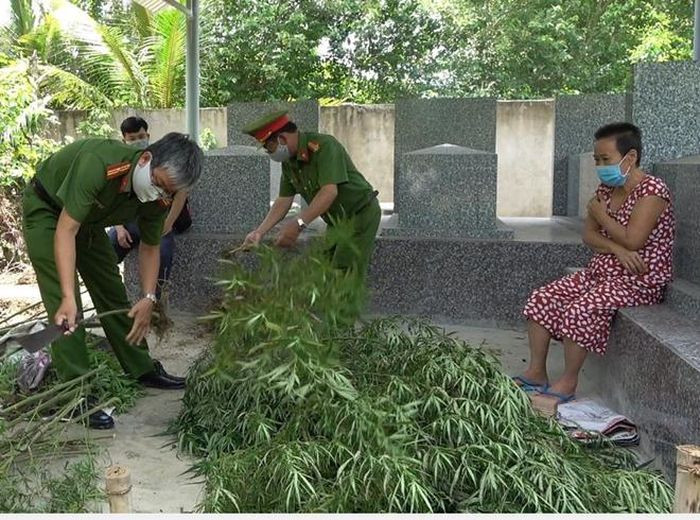  Người phụ nữ trồng 115 cây cần sa tại vườn: Ngày 25/6, Công an tỉnh Tiền Giang đã lập hồ sơ xử lý đối với bà Lê Thị Hằng (ngụ xã An Thái Trung, huyện Cái Bè) về hành vi trồng trái phép cây cần sa. Công an kiểm tra và phát hiện 115 cây cần sa (cao từ 30cm đến 2m) và 10g cần sa đã phơi khô tại nhà bà Hằng. Bà Hằng khai đã trồng số cần sa trên sau vườn, để sử dụng. 