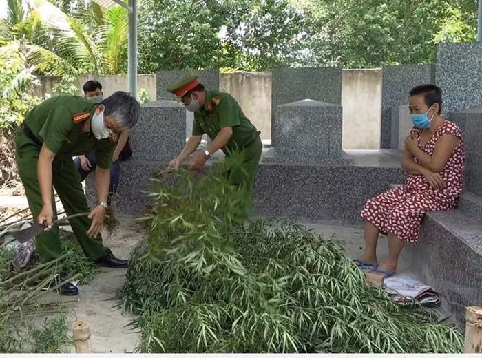  Người phụ nữ trồng 115 cây cần sa tại vườn: Ngày 25/6, Công an tỉnh Tiền Giang đã lập hồ sơ xử lý đối với bà Lê Thị Hằng (ngụ xã An Thái Trung, huyện Cái Bè) về hành vi trồng trái phép cây cần sa. Công an kiểm tra và phát hiện 115 cây cần sa (cao từ 30cm đến 2m) và 10g cần sa đã phơi khô tại nhà bà Hằng. Bà Hằng khai đã trồng số cần sa trên sau vườn, để sử dụng. 