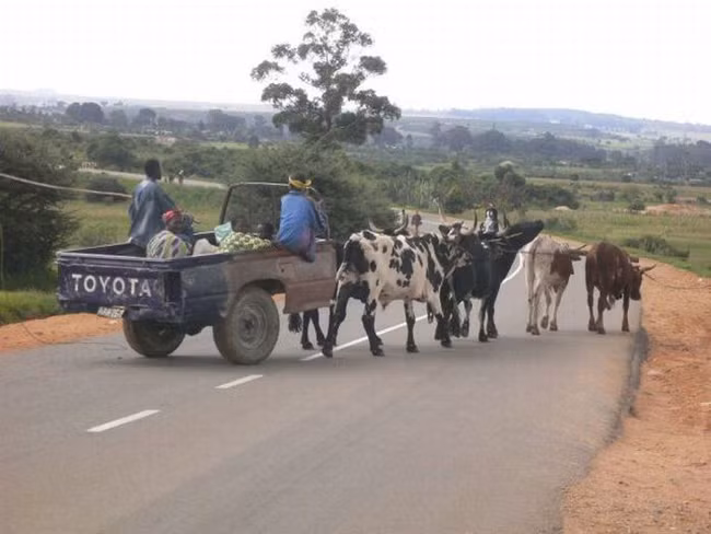 "Xe bò" theo phong cách dân chơi châu Phi.