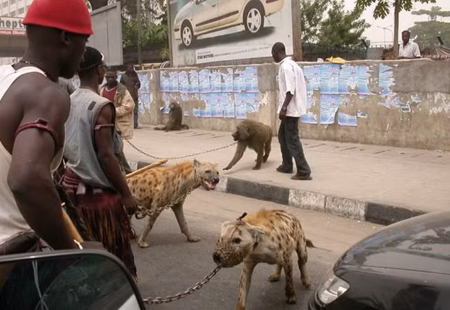 Các dân chơi mang "Pet" ra khoe thôi có gì đâu.