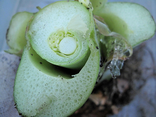 Cụ thể, cây dọc mùng rất dễ bị nhầm lẫn với cây khoai ráy - loại cây có thể gây ngứa và dị ứng với da. Vì vậy mà có nhiều người ngộ độc sau khi ăn nhầm loại thực phẩm này. (Ảnh Flickr)