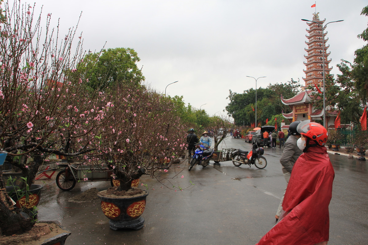 Mặc áo mưa, ngắm đào quất và lựa chọn cho gia đình một cây cảnh ưng ý.