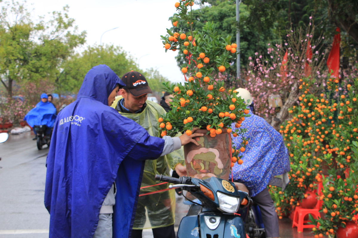 Cây quất lần lượt lên xe để chở về nhà.