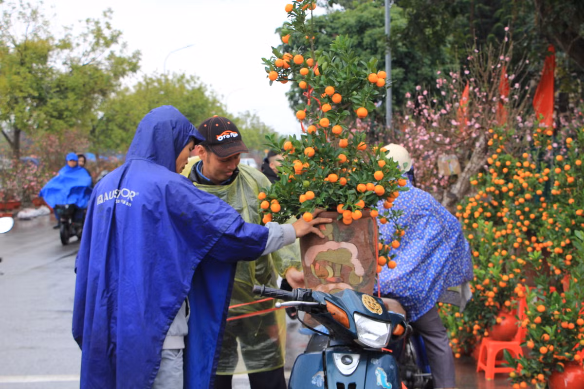 Cây quất lần lượt lên xe để chở về nhà.