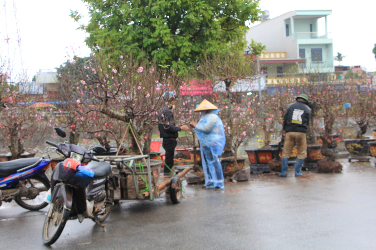 Mặc dù thời tiết mưa rét nhưng chợ hoa Tết huyện biển Hải Hậu, tỉnh Nam Định vẫn tấp nập người mua bán hoa đào, cây quất phục vụ Tết Nguyên đán 2025.