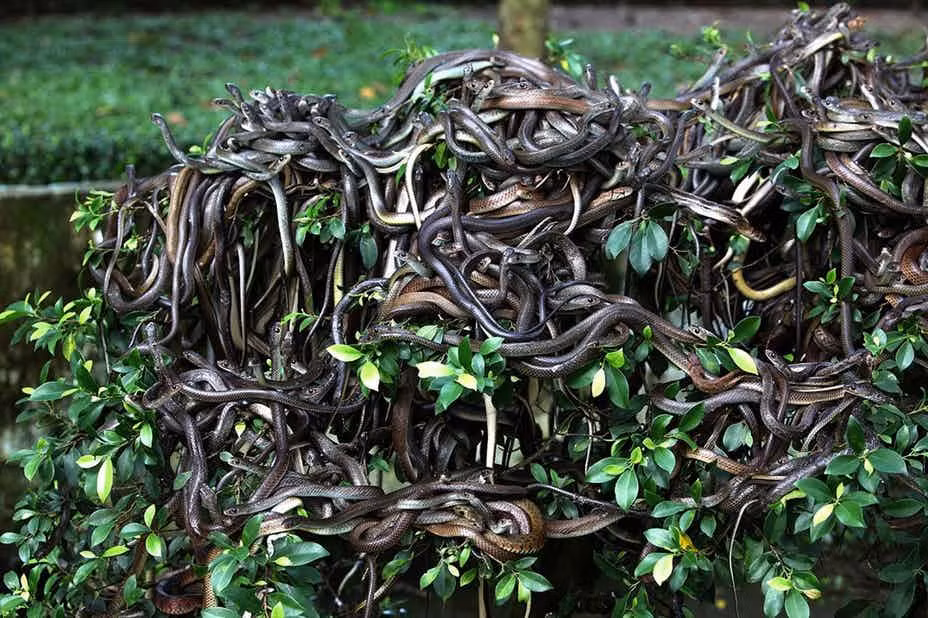 Hình ảnh rợn người tại đảo Ilha de Queimada Grande, hay còn gọi là Đảo Rắn, nằm ở phía nam Đại Tây Dương và cách bờ biển bang Sao Paulo, Brazil khoảng 35 km. Đây là nơi hơn sinh sống của khoảng 400.000 con rắn cực độc.