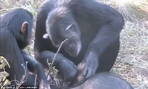 Giật mình trước nghi thức tang lễ kì lạ của tinh tinh Giat minh truoc nghi thuc tang le ki la cua tinh tinh