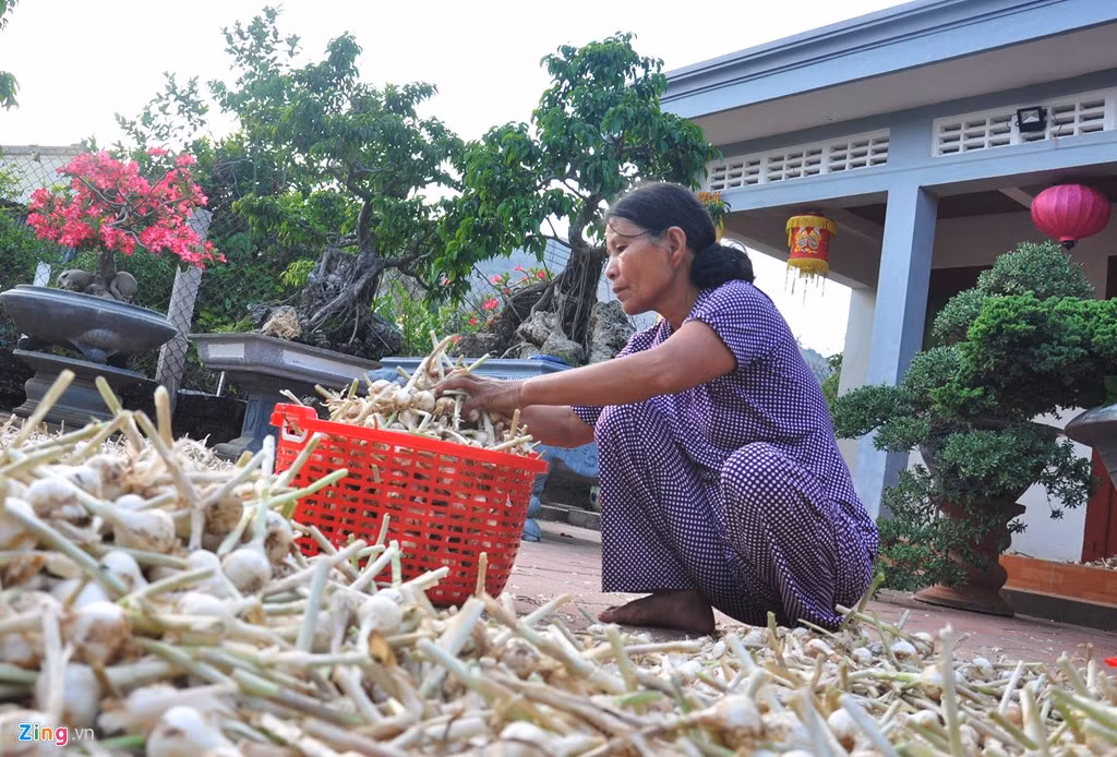 Vụ tỏi năm nay, gia đình bà Nguyễn Thị Hơn (ngụ xã An Hải) trồng 12 sào. "Nhờ thời tiết thuận lợi, mỗi sào tỏi đạt 400-500 kg tỏi tươi, gia đình tôi phơi khô dự trữ để bán dần cho khách du lịch. Mùa vụ năm nay năng suất tỏi đạt hơn gấp 3 năm ngoái nên ít nhất hai vợ chồng thu lãi hơn 100 triệu đồng", bà Hơn cho hay.