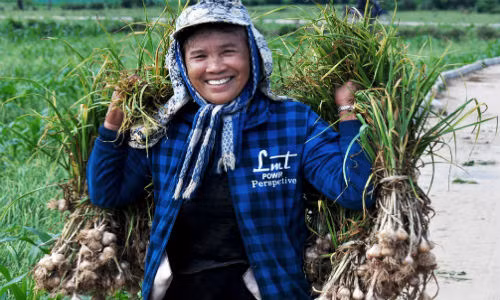 Bà Lê Thị Thu (ngụ xã An Vĩnh) vui mừng vì tỏi năm nay vừa được mùa vừa được giá. "Gia đình tôi trồng 2 sào thu hoạch khoảng 750 kg tỏi tươi, theo giá thị trường hiện nay mỗi ký tỏi tươi 50.000-70.000 đồng. Sau khi trừ chi phí, gia đình tôi còn lãi hơn 15 triệu đồng", bà nói.