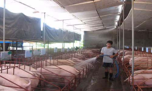 “Deo vong” cho heo, chu trai bi… da vao mat