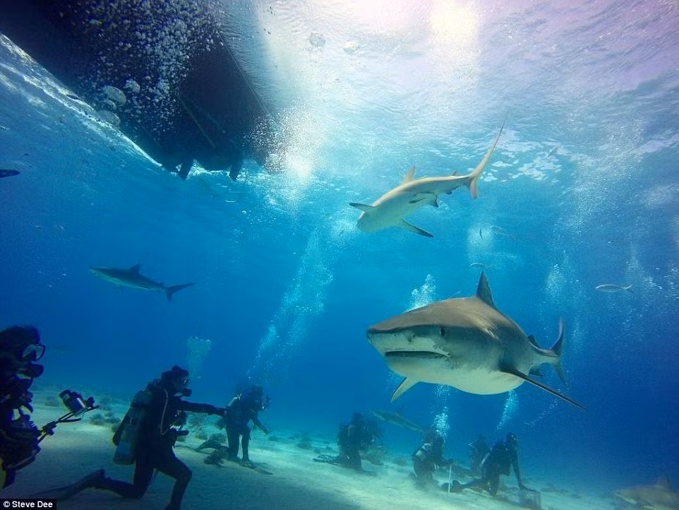 Trong thời gian tới, Dee mong muốn được gặp cá mập voi ở Mexico và xem cuộc di cư hàng năm của những đàn cá mòi ở vùng biển thuộc Nam Phi.