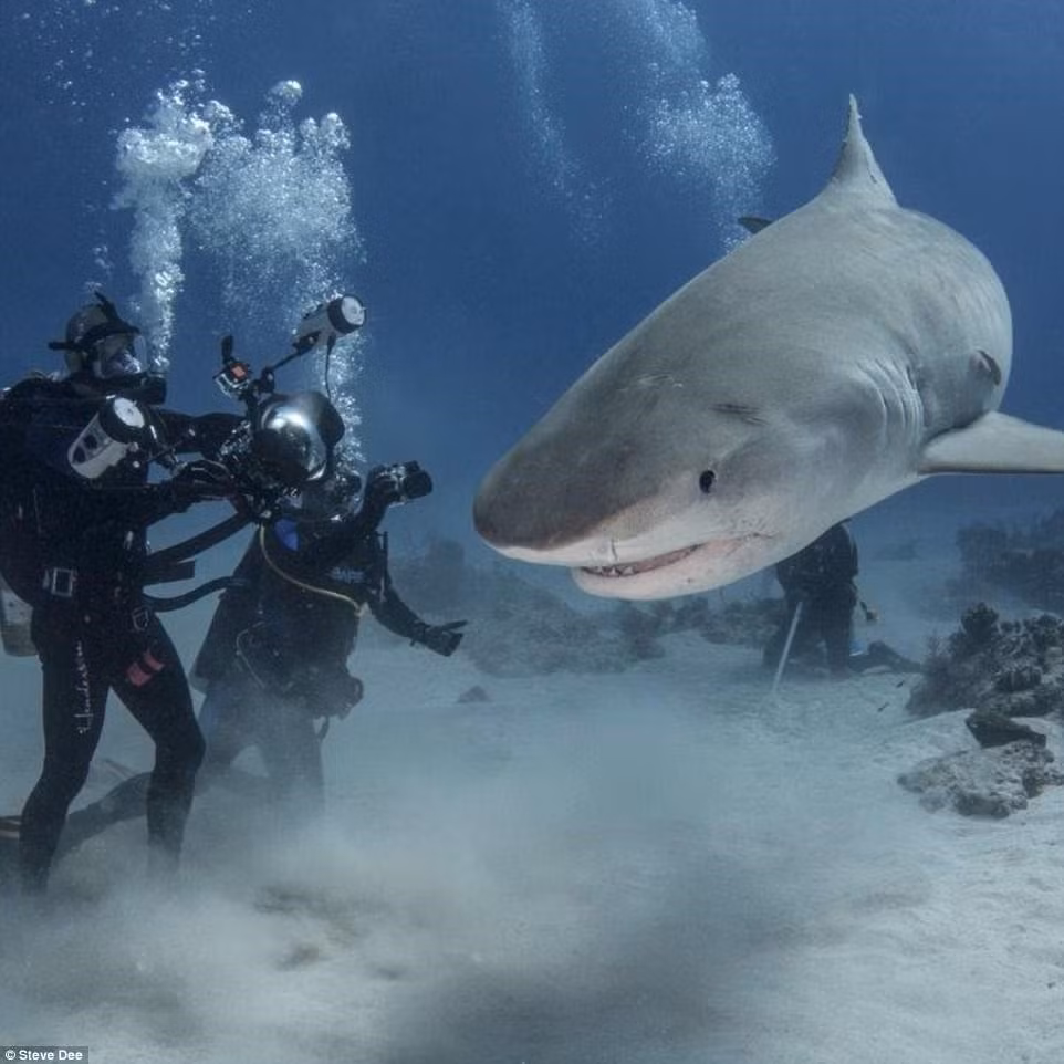 Dee cho biết tình yêu với biển bắt đầu từ rất sớm, ngay khi ông còn đi học. Ông quyết định học lấy chứng chỉ lặn khi cùng vợ tham gia một kỳ nghỉ trên tàu biển.Trong ảnh là con cá mập hổ dài 4,2 m, tên Emma.