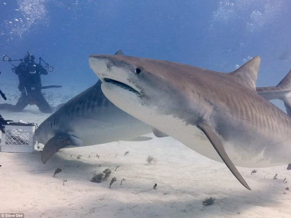 Ông cũng mong việc làm của mình sẽ thay đổi một số huyền thoại xung quanh cá mập như “chúng ở trong nước và luôn ăn thịt người”. Theo Dee, thực tế cho thấy con người mới là mối đe dọa của cá mập.