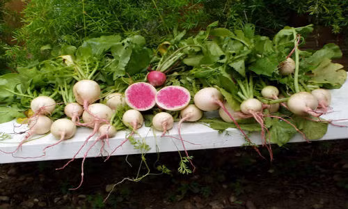 Trong cu “trang vo do long“: Con me, bo me an mien che