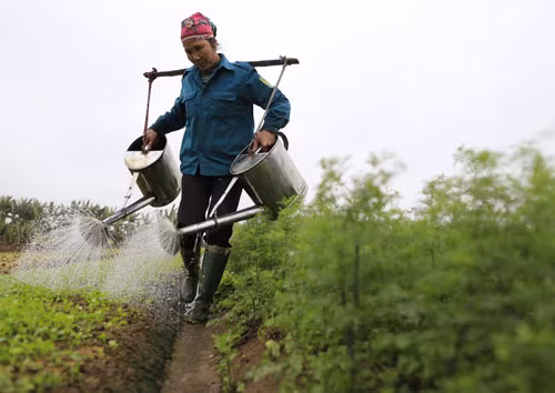 Nong dan Hung Yen dang cay voi... rau, qua-Hinh-6