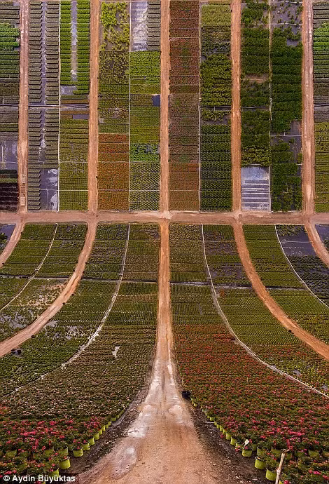 Một vườn hoa ở Texas. Các bức ảnh sau khi được chụp từ những góc độ khác nhau sẽ được "dán" lại bằng đồ họa.