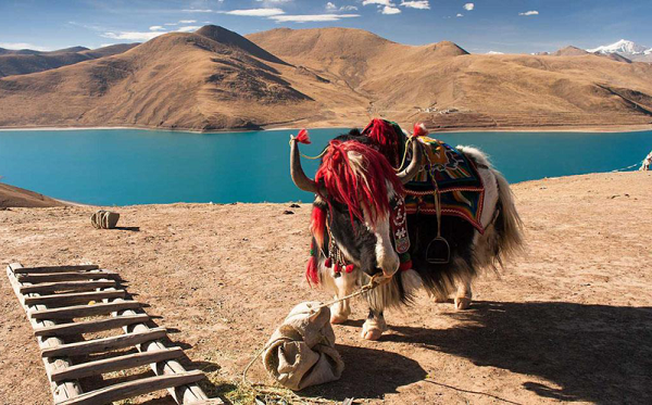 Một số nghiên cứu gần đây cho thấy việc đốt phân bò yak ở Tây Tạng có thể tạo ra hơn 1.000 tấn carbon đen hàng năm. Đây được cho là nguyên nhân thứ hai dẫn đến hiện tượng nóng lên toàn cầu.