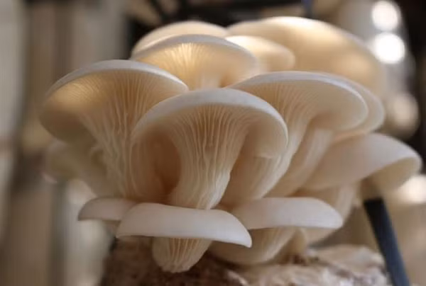 Và nếu chỉ 1 lỗ là chưa đủ để khai tử một tế bào, vậy thì các phân tử Pleurotolysin "sát thủ" khác sẽ lại xông tới, tiếp tục tấn công cho đến lúc hoàn toàn diệt gọn tế bào.