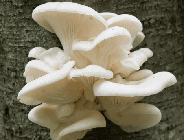 Trên các sợi tơ của nấm sò cũng có một độc tố gây tê liệt. Dính phải chất độc này, đám giun tròn lập tức bất động.