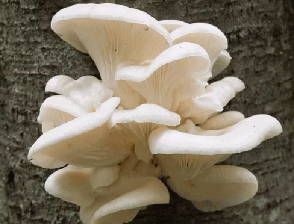 Trên các sợi tơ của nấm sò cũng có một độc tố gây tê liệt. Dính phải chất độc này, đám giun tròn lập tức bất động.