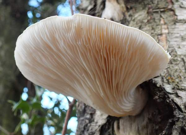 Điều khiến các nhà khoa học gây sửng sốt hơn cả là loại protein mà nấm sò dùng để tiêu hóa giun tròn: Pleurotolysin. "Pleurotolysin không phải là loại protein bình thường" - tờ New Scientist cho biết. "Nó thuộc về nhóm protein tan được trong nước, tấn công bằng cách đục thủng màng tế bào".